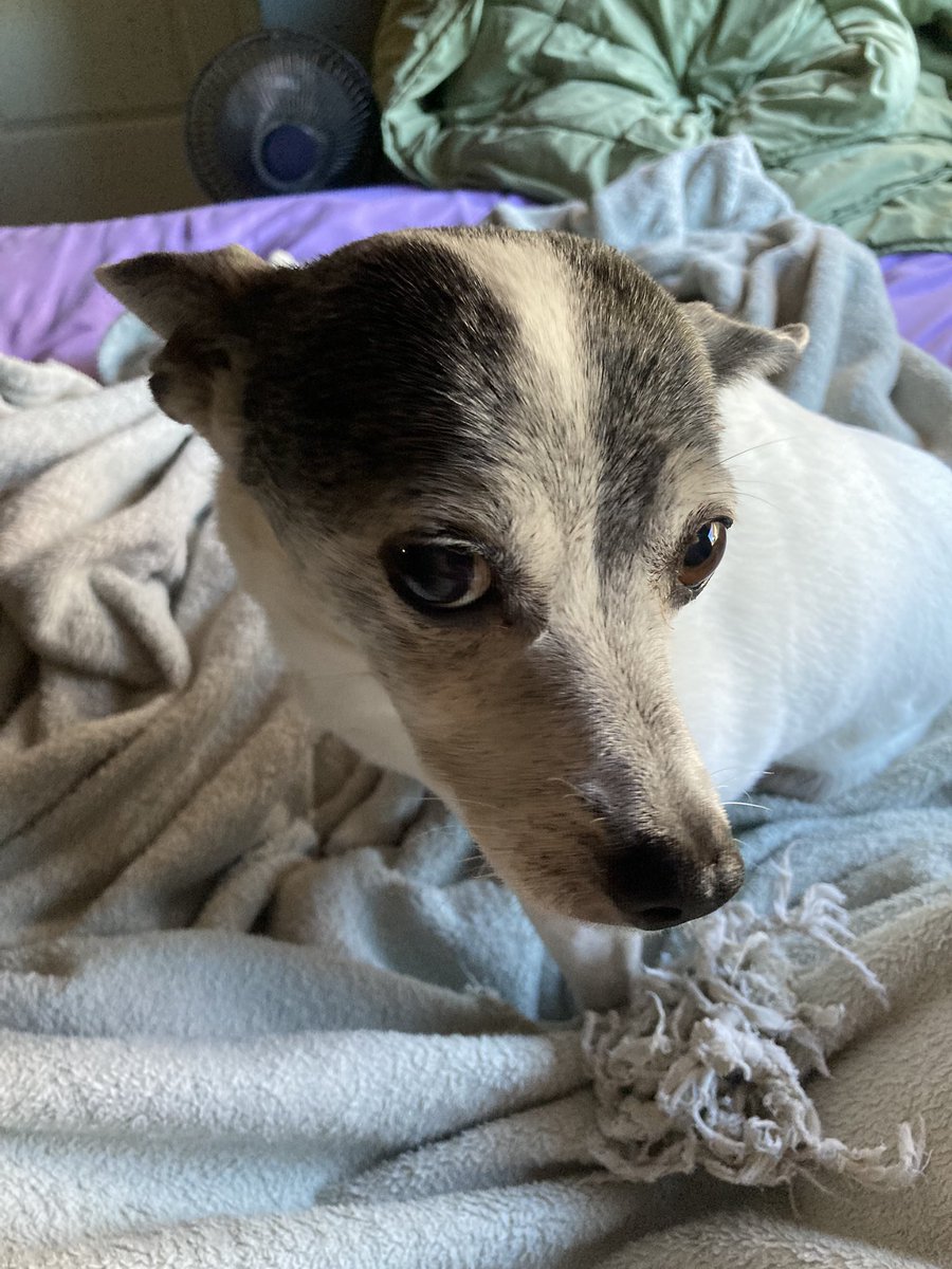 🌸Girlfriend Fairy🌸 (Commissions Open) tweet media