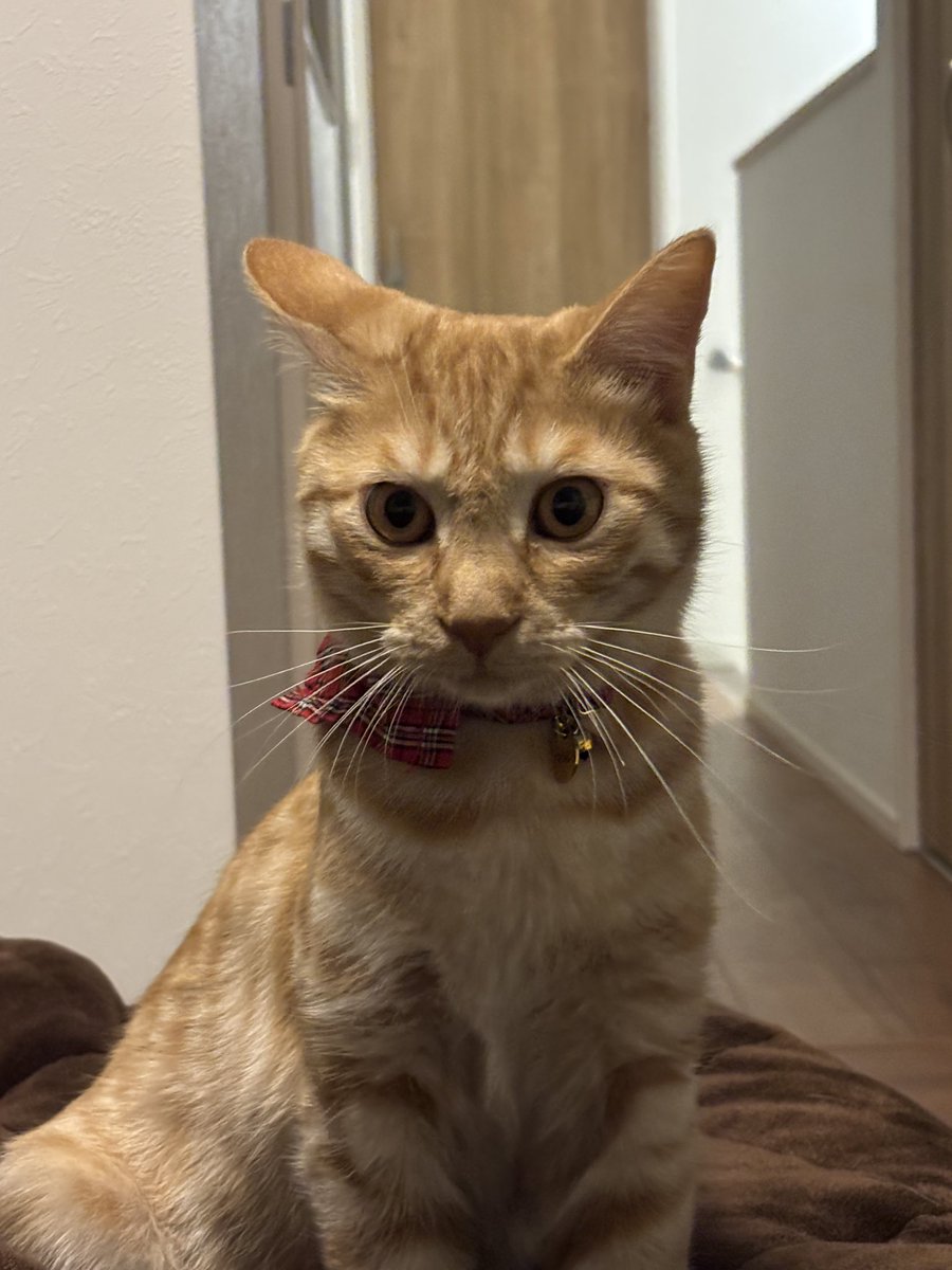 no_imageP@のーいめ tweet media