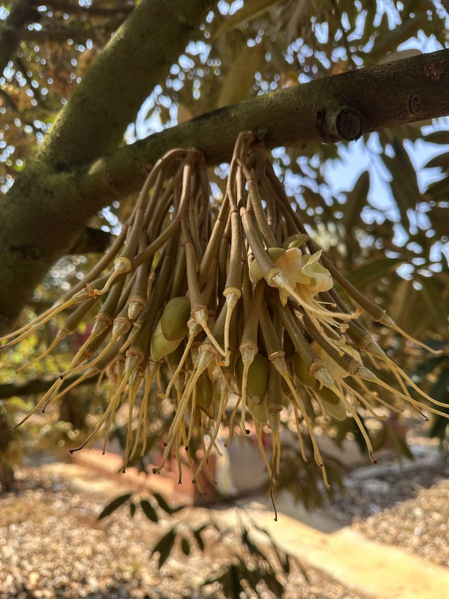 Phú Tôn | Ton tweet media