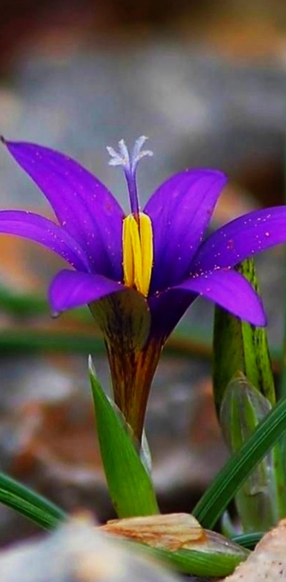 Rum Ayet
(31-32) Allah’a yönelmiş kimseler olarak yüzünüzü hak dine çevirin, O’na karşı gelmekten sakının, namazı dosdoğru kılın ve müşriklerden; dinlerini parça parça edip grup grup olan kimselerden olmayın.   her bir grup kendi katındaki  ile sevinip böbürlenmektedir.