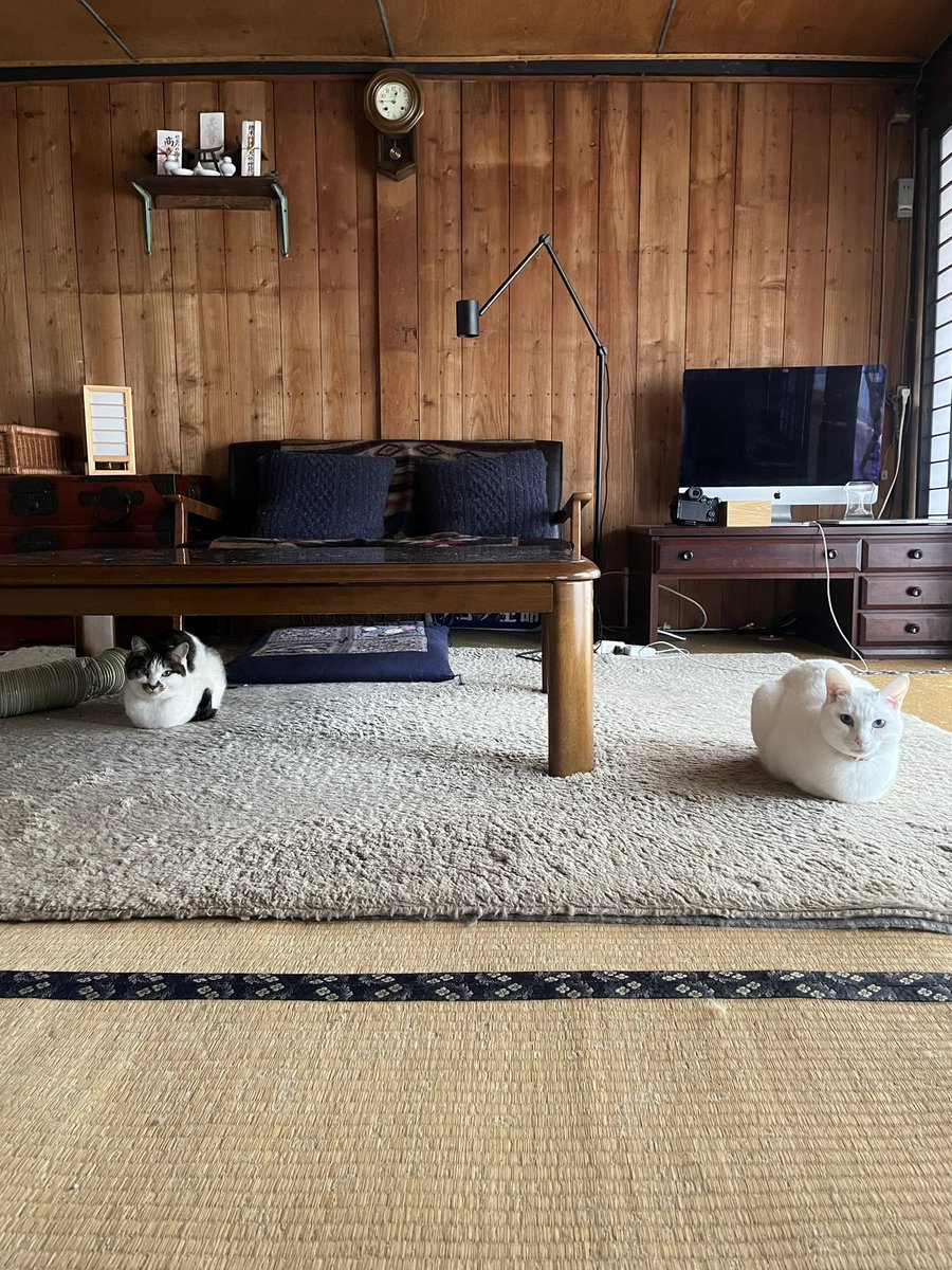 いのうえもんぺ tweet media