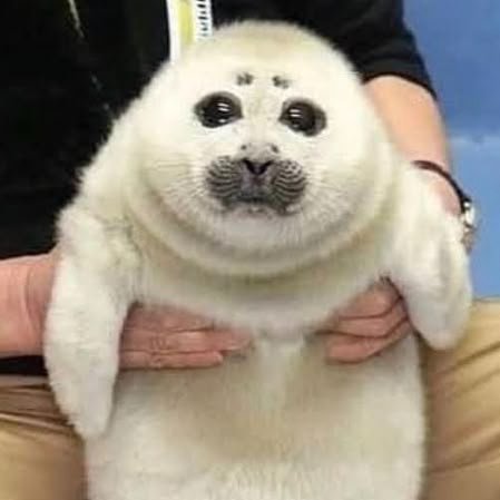 Mikazukitchi (COMMS CLOSED) tweet media