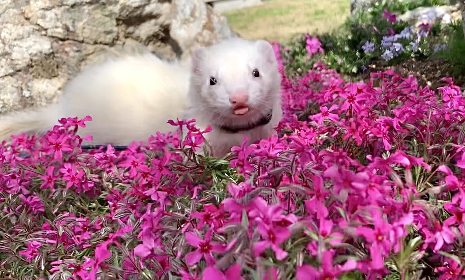 やま家(やまけ) tweet media