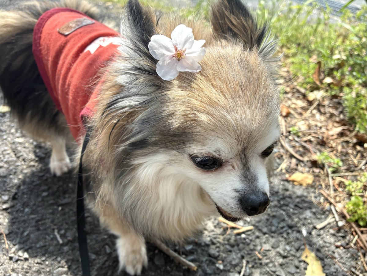 ちわんこ母ちゃん🐾 tweet media