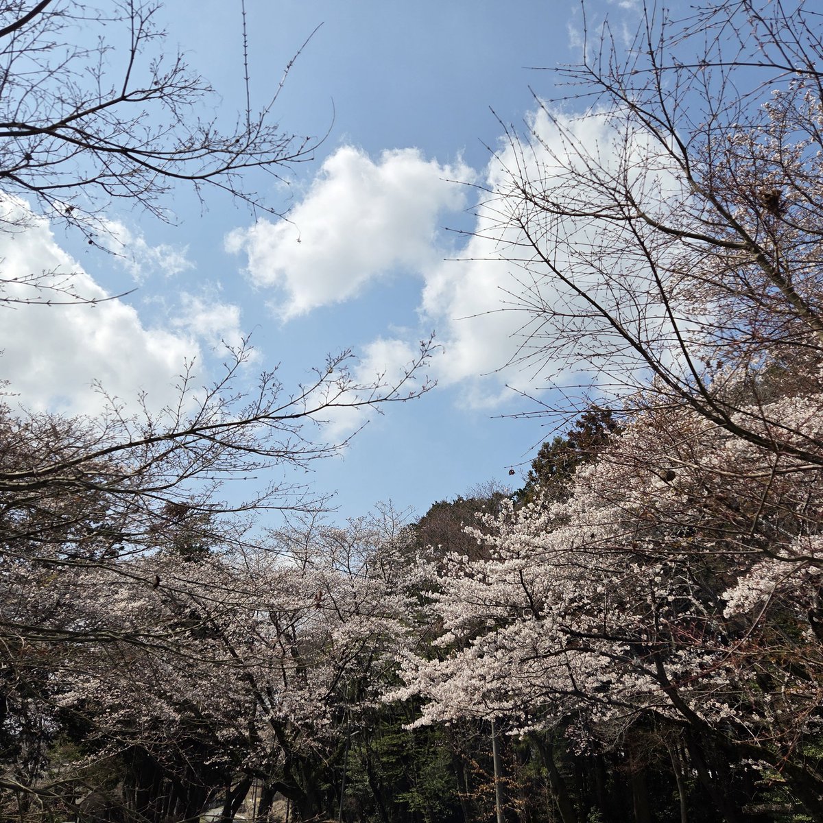 雨月(うづき) tweet media