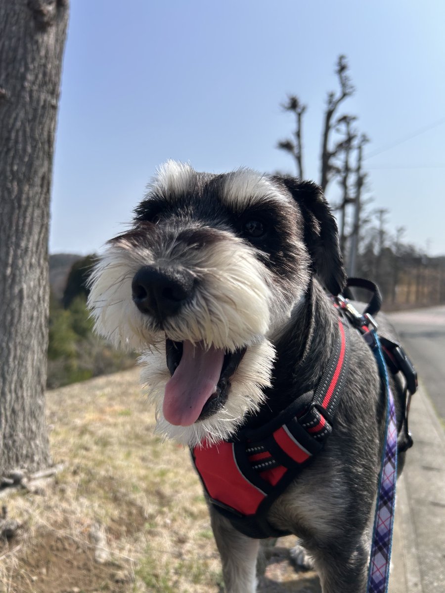 こまっち tweet media