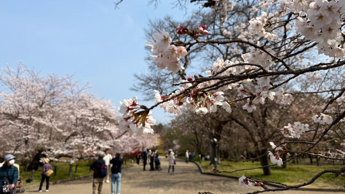 逃げドラ tweet media