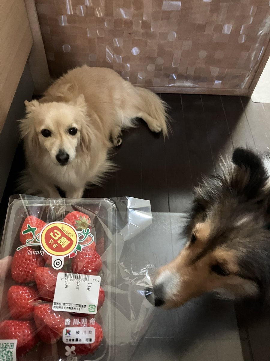 太郎 チーズ キッフェル レーチェ tweet media