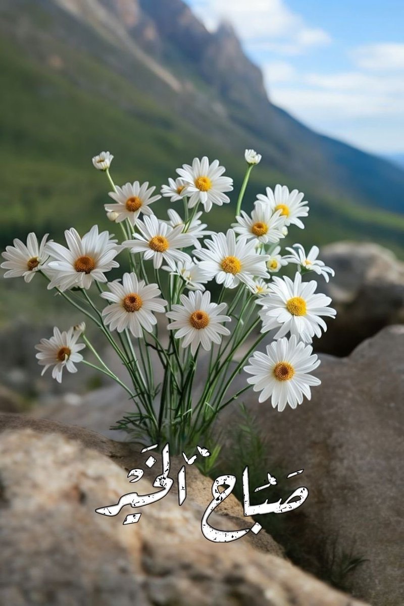 ملاذ الروح 💜 tweet media