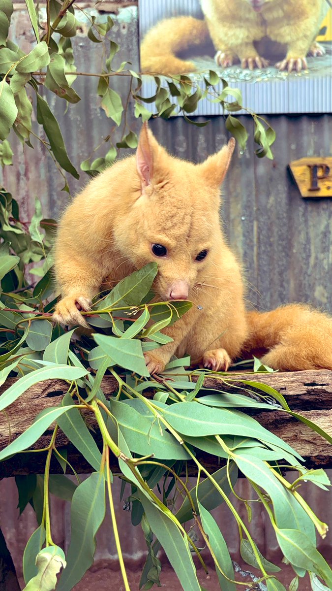 Re🇯🇵→🇲🇾ELF💎 tweet media