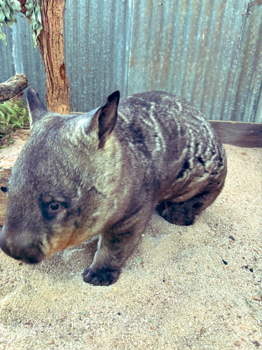 Re🇯🇵→🇲🇾ELF💎 tweet media