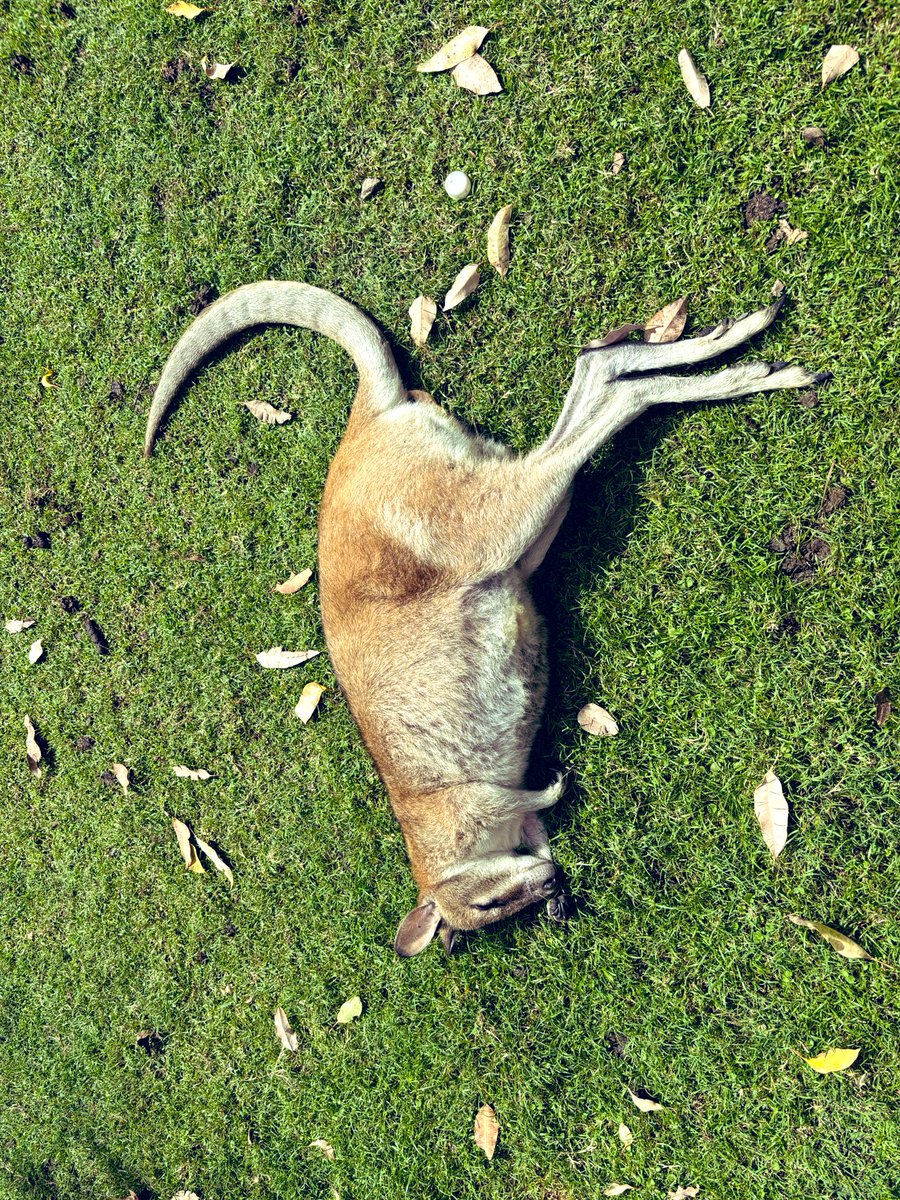 Re🇯🇵→🇲🇾ELF💎 tweet media