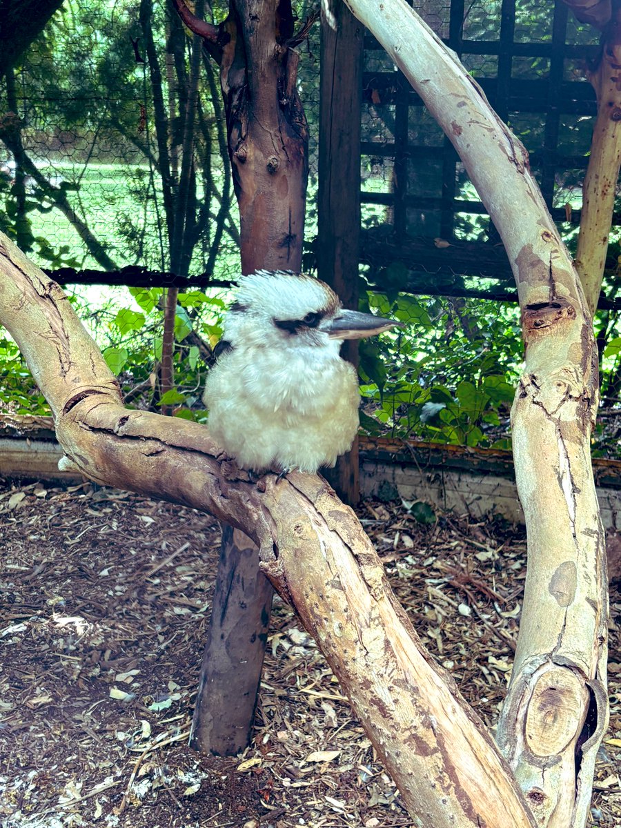 Re🇯🇵→🇲🇾ELF💎 tweet media