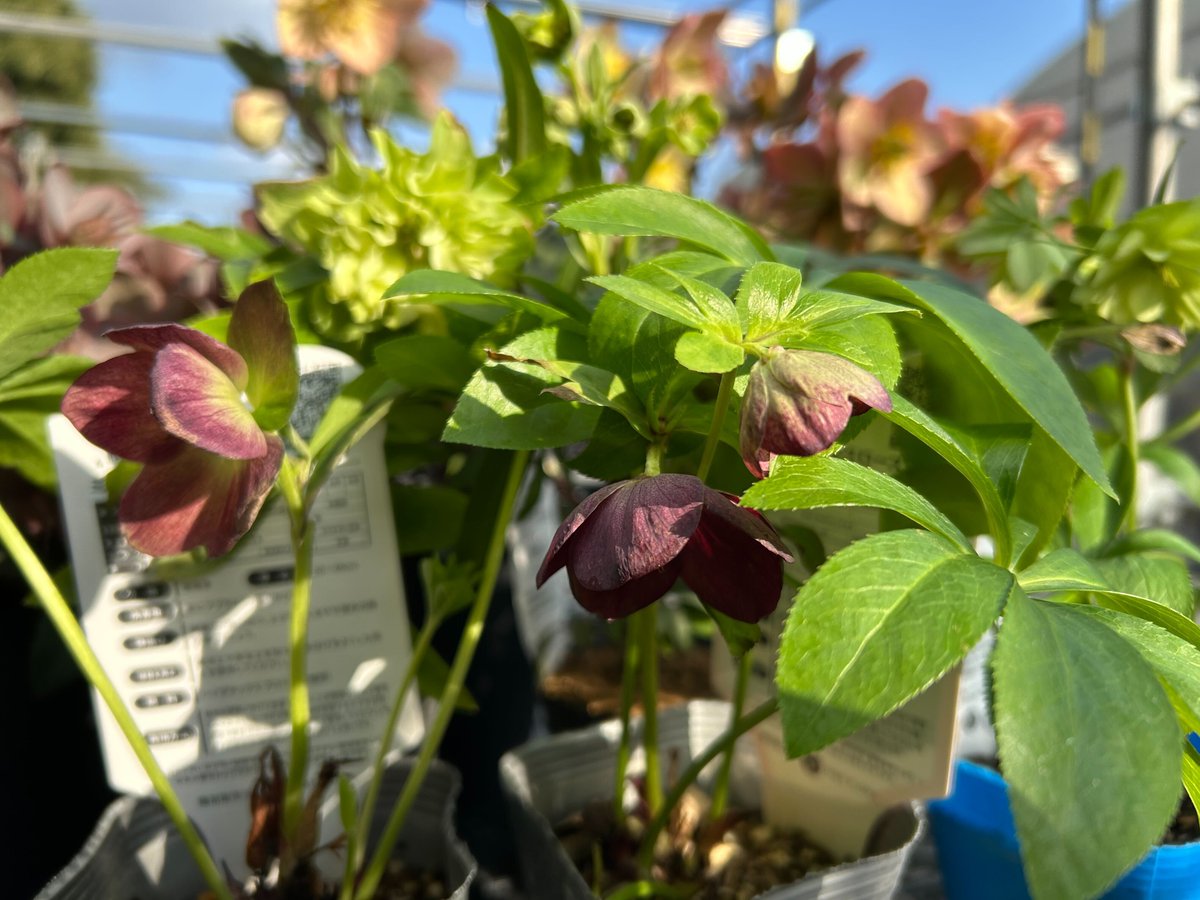 【ガーデニング】チャーム公式 tweet media