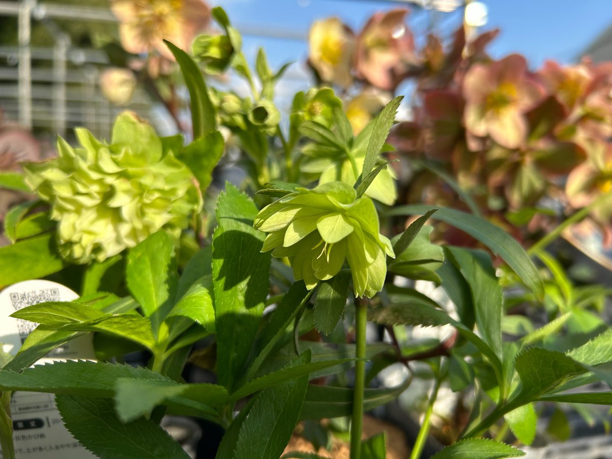 【ガーデニング】チャーム公式 tweet media