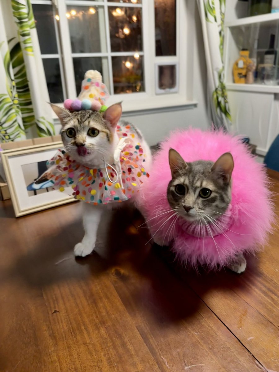 Sarah Fletcher tweet media