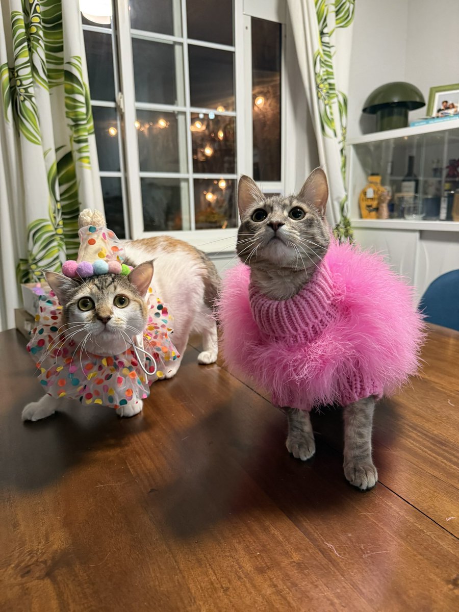 Sarah Fletcher tweet media