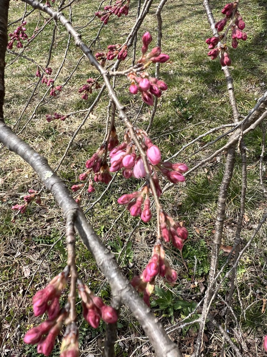 #大法寺 では #十月桜 が一足先に開花が始まりました。

#三重塔 前の #枝垂れ桜 も開花目前です。