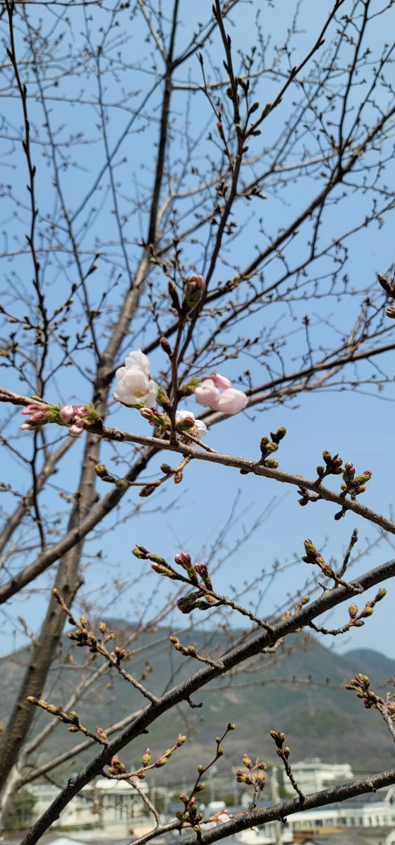 瀬戸兎ゆめ🫒🐇登録者数が島人口を越えたい香川県ご当地VTuber（巣：小豆島） tweet media