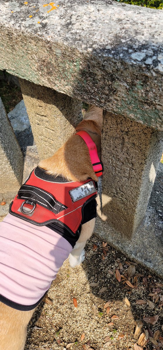 瀬戸兎ゆめ🫒🐇登録者数が島人口を越えたい香川県ご当地VTuber（巣：小豆島） tweet media