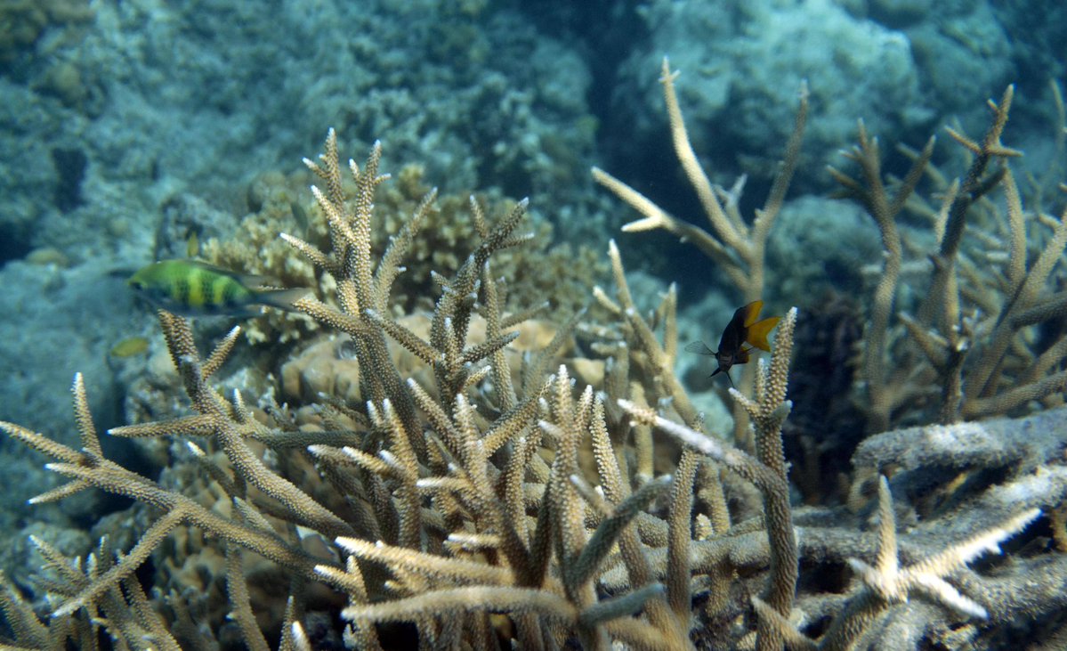 Salomon del rio tweet media