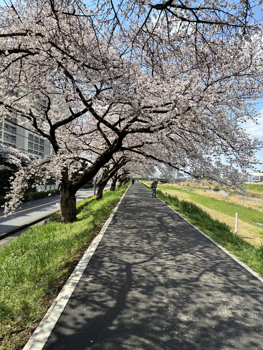 entre onigiris tweet media