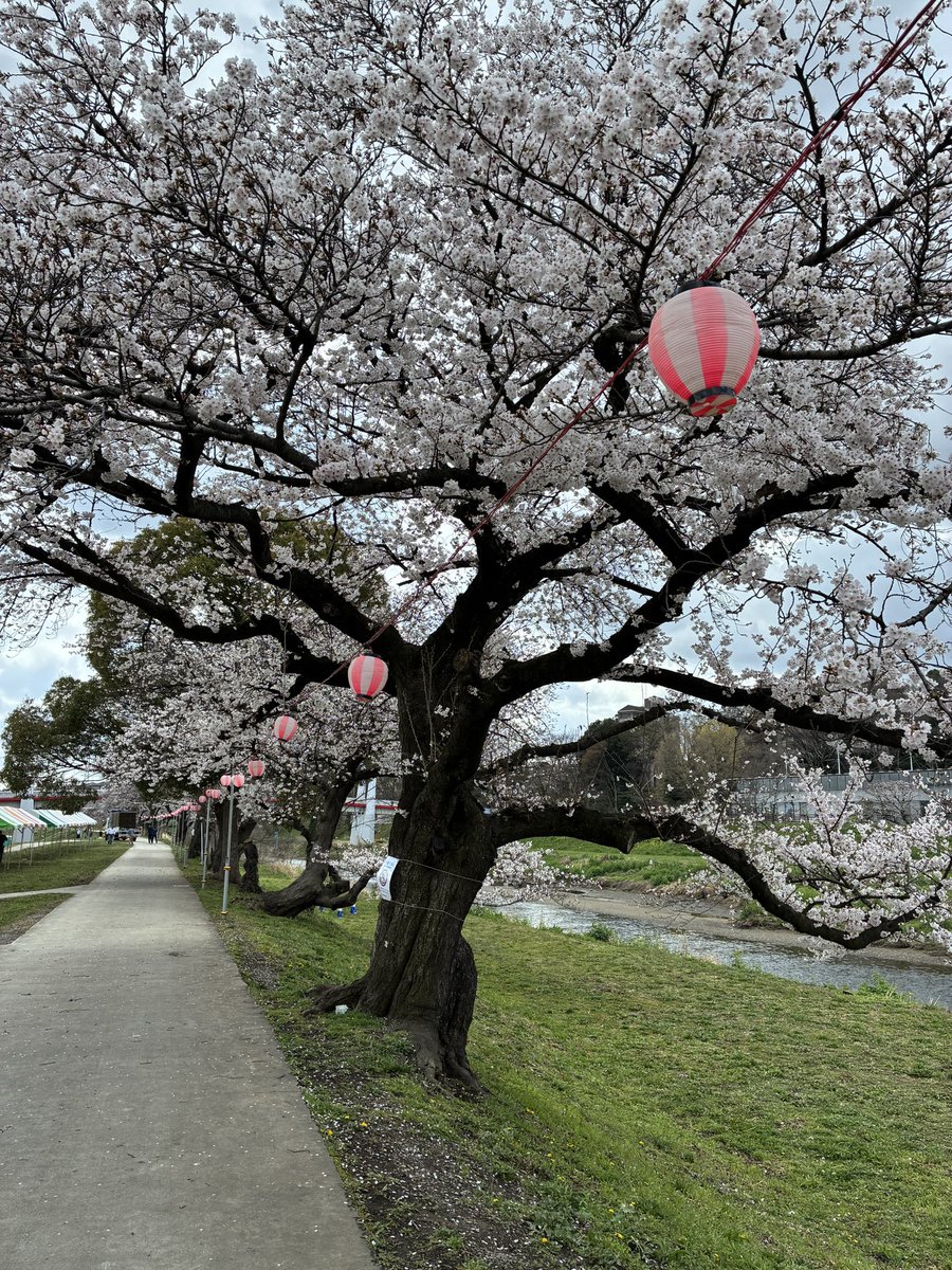 entre onigiris tweet media