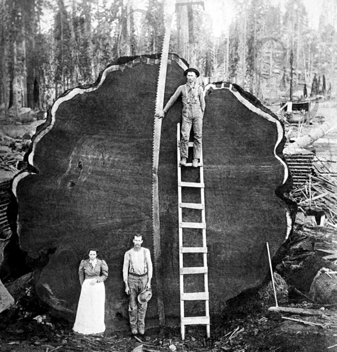 internet hall of fame tweet media