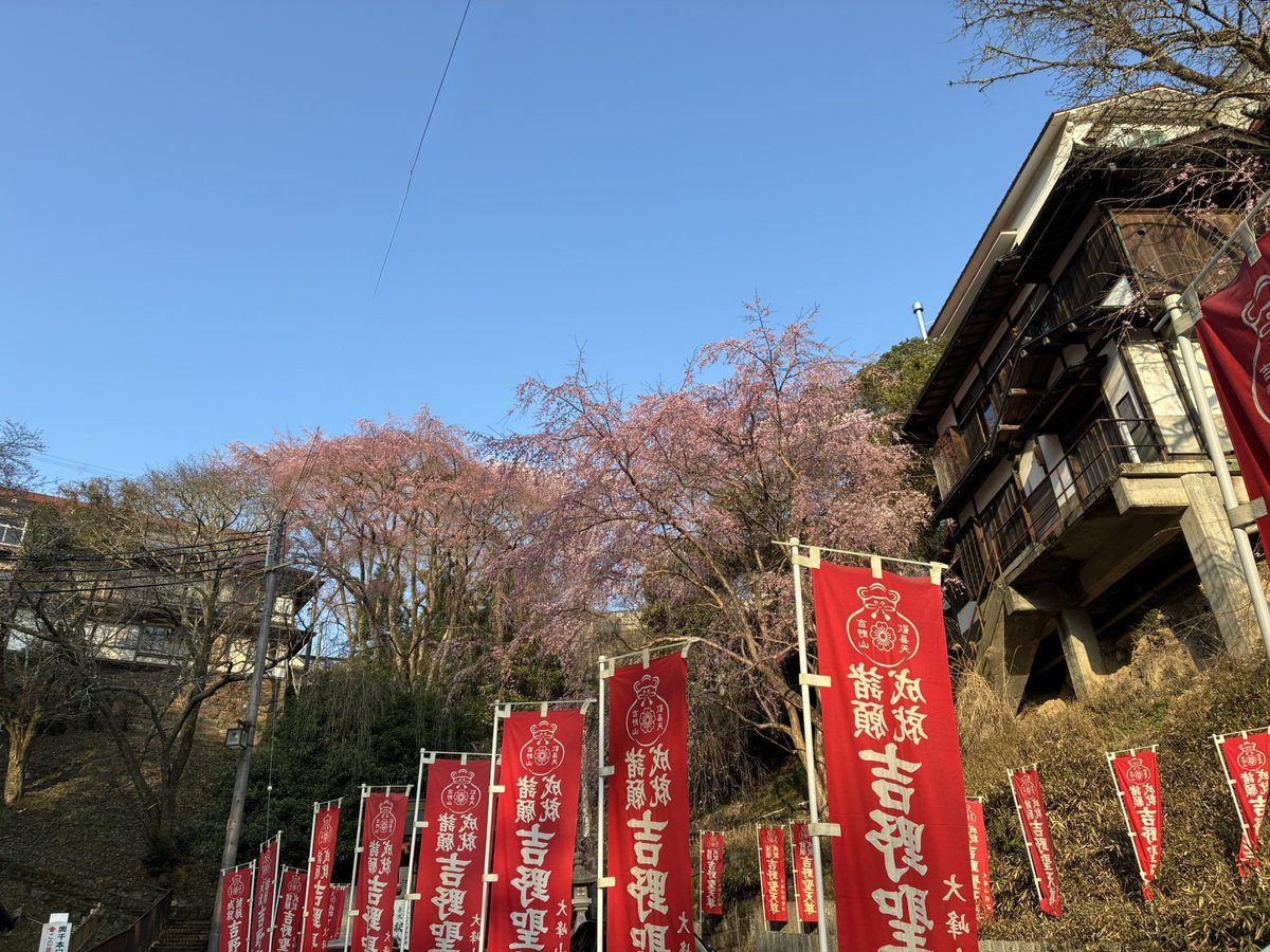 amanitabeni_3's tweet photo. 早いとわかってて吉野行ったけどやっぱりまだちょっと早かったな。また来週！ https://t.co/0hdI0ZTA96