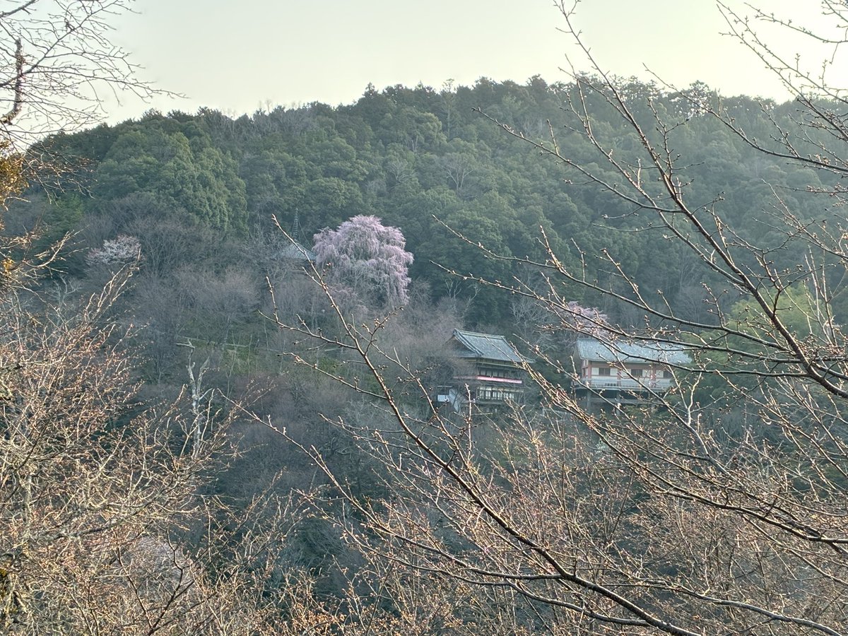 amanitabeni_3's tweet photo. 早いとわかってて吉野行ったけどやっぱりまだちょっと早かったな。また来週！ https://t.co/0hdI0ZTA96
