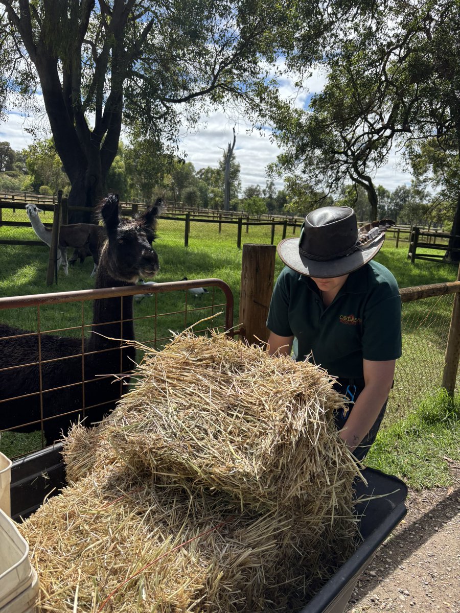 Re🇯🇵→🇲🇾ELF💎 tweet media