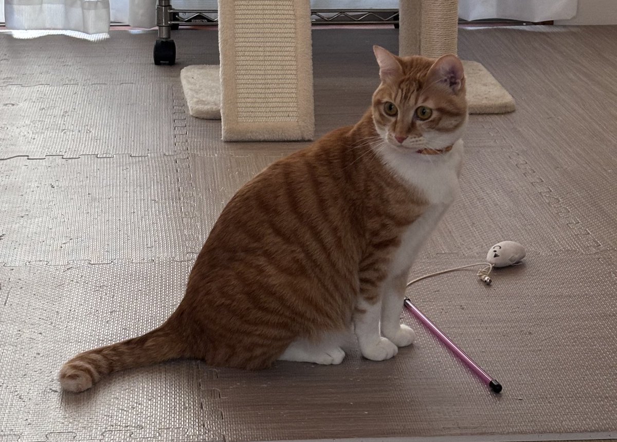 野良ちゃん🐱（旧（なにわの）きっちんぐ）【期間限定HN】 tweet media