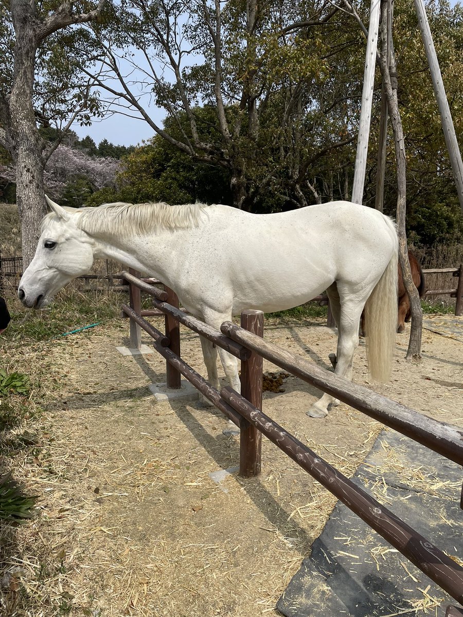 よいっち tweet media