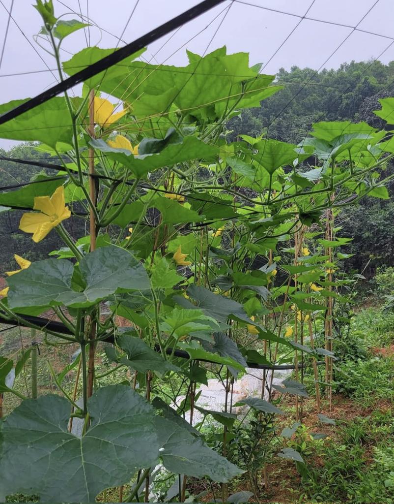 kinhthe_kt's tweet image. How are everyone’s pumpkin gardens doing so far? 🎃
Mine is only at this stage for now 😅
#PumpkinGarden #HomeGarden #GardeningLife #FarmLife #GrowingPumpkins #GardenUpdate