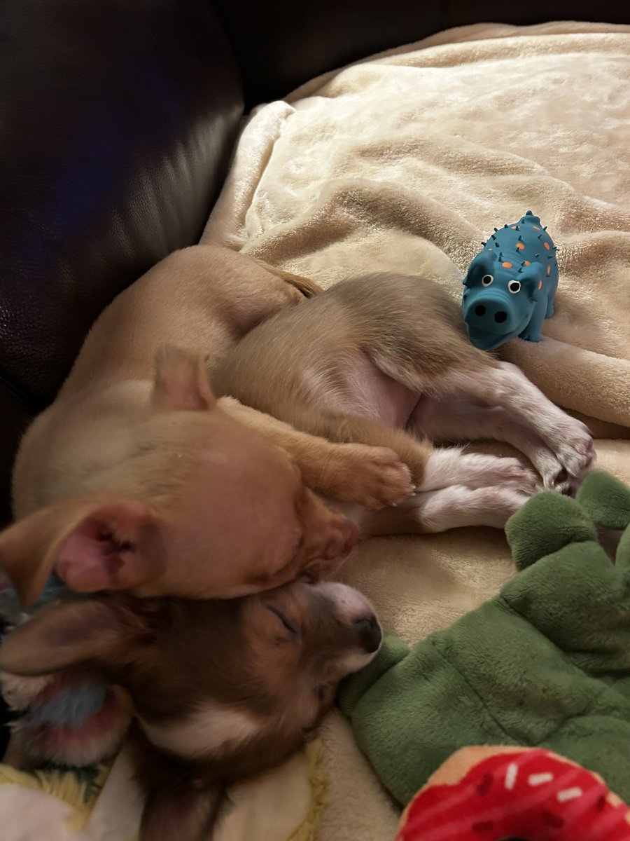 Betty and Gus absolutely LOVE each other! #WhereTheRedFernGrows vibes!