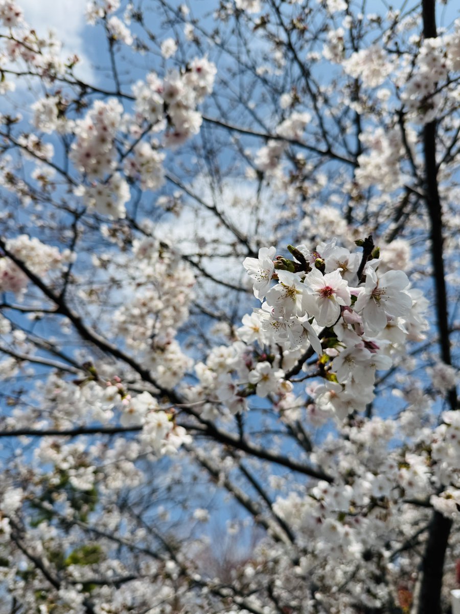 氷凪◆10/31発売🌟夜明けを焦がす星々② tweet media