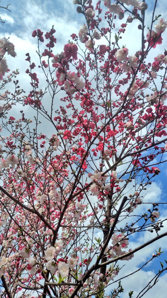 ランニングビギナー tweet media