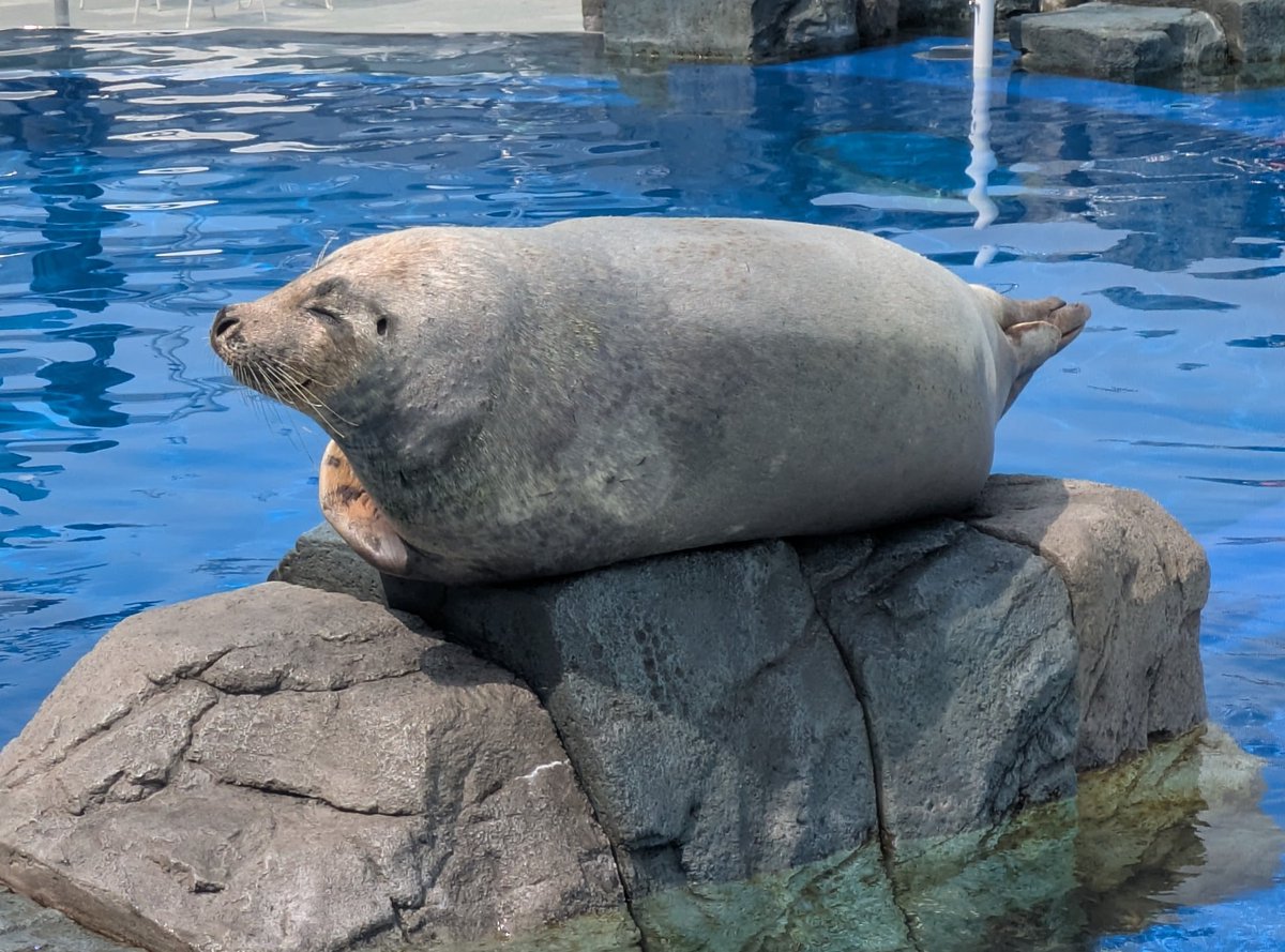 まる まるたん( Ꙭ)🍭 tweet media