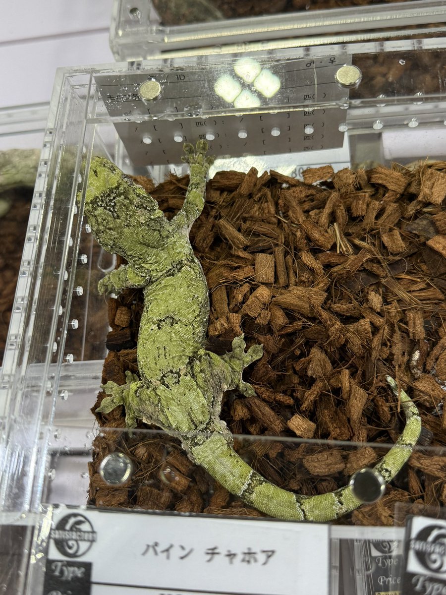 ヨツバ tweet media