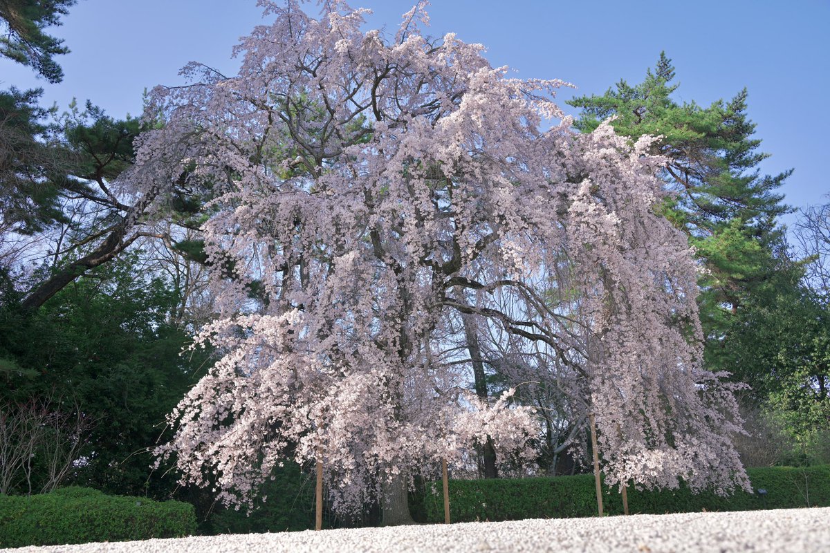 写真日和 tweet media