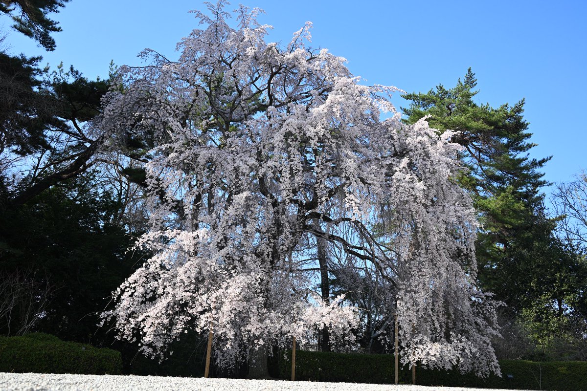 写真日和 tweet media