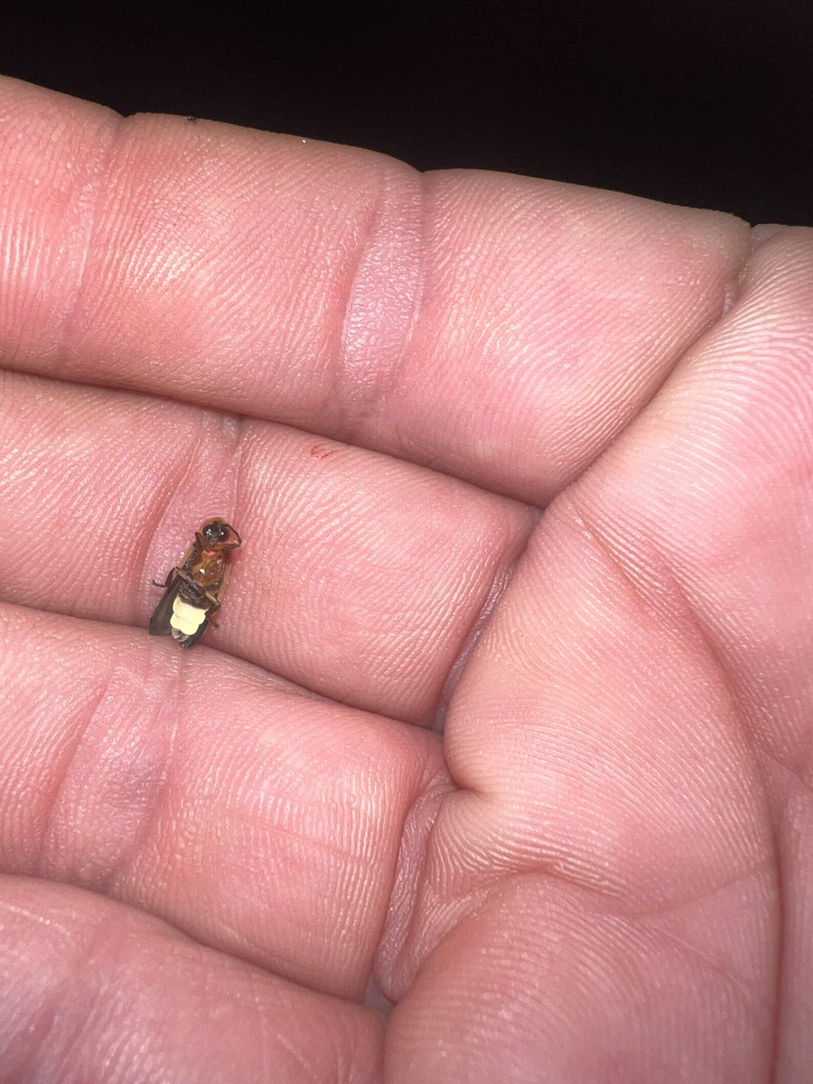 𝐊𝐢𝐧𝐠 𝐒𝐮𝐤𝐮𝐧𝐚 ☢ tweet media