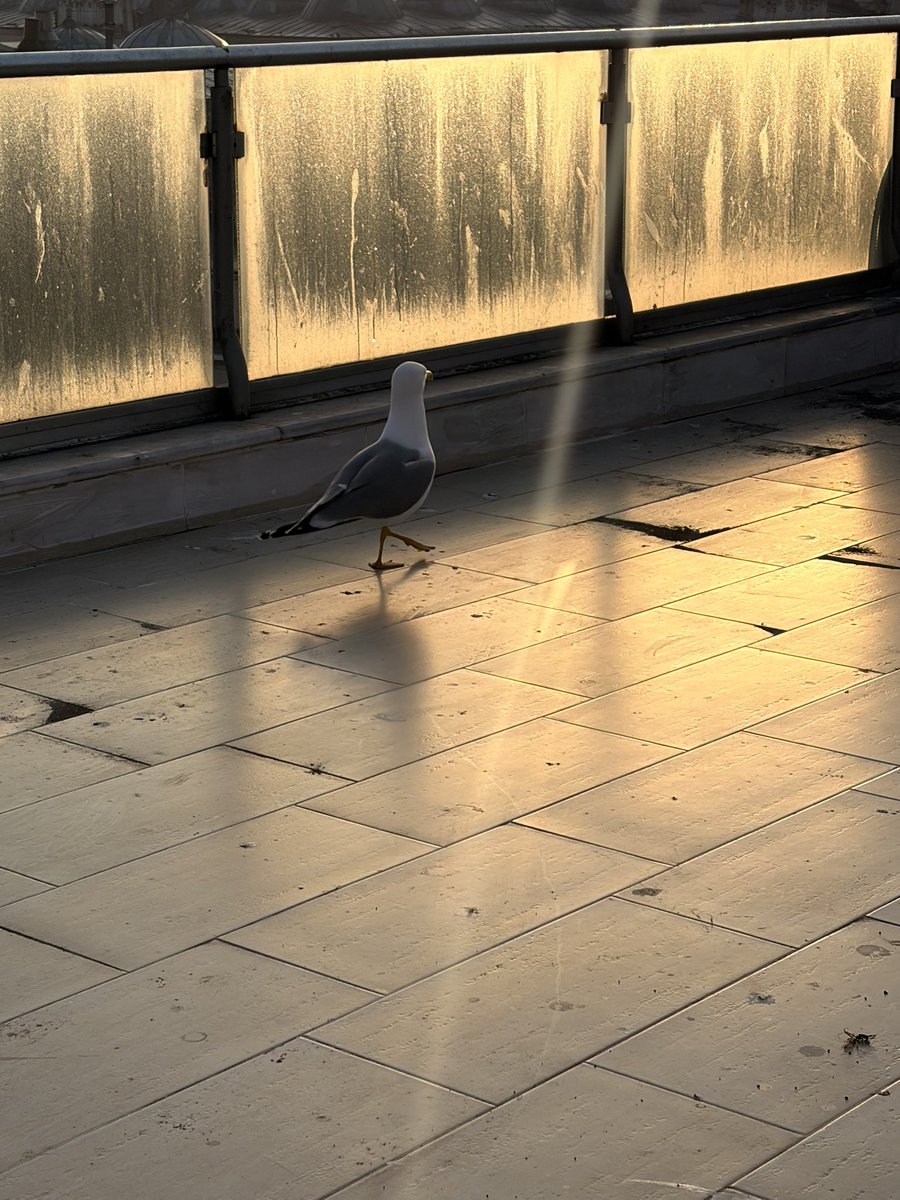 💐💫Zeynep🌸💫 tweet media