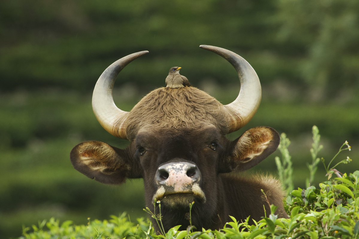 Supriya Sahu IAS tweet media