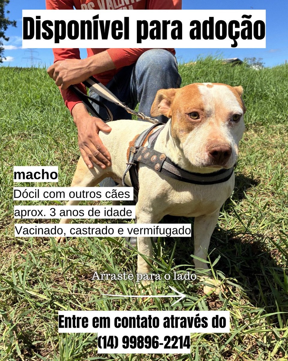 biacaroline_ong's tweet image. Lindo pitbul macho disponível para adoção responsável 🐶🐾

Ele é super bonzinho e é dócil com outros cães ♥️ um companheiro super fiel e amoroso 

Para adotar entre em contato através do (14) 99896-2214 e faça a sua entrevista ♥️✨
#adote #adocao #pet