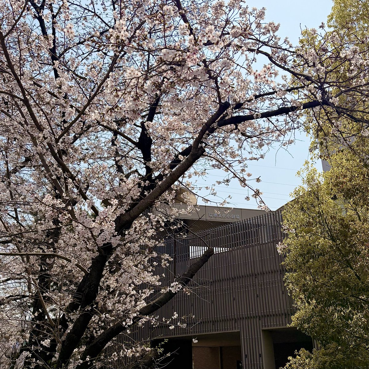 mizuhobunka's tweet photo. おはようございます！
瑞穂文化小劇場の桜がとっても綺麗に咲いています🌸

今日はお花見日和ですね！
ぜひ、お散歩がてら劇場にもお立ち寄りください🥰

#瑞穂文化小劇場 https://t.co/D6ZBUMO1Yz