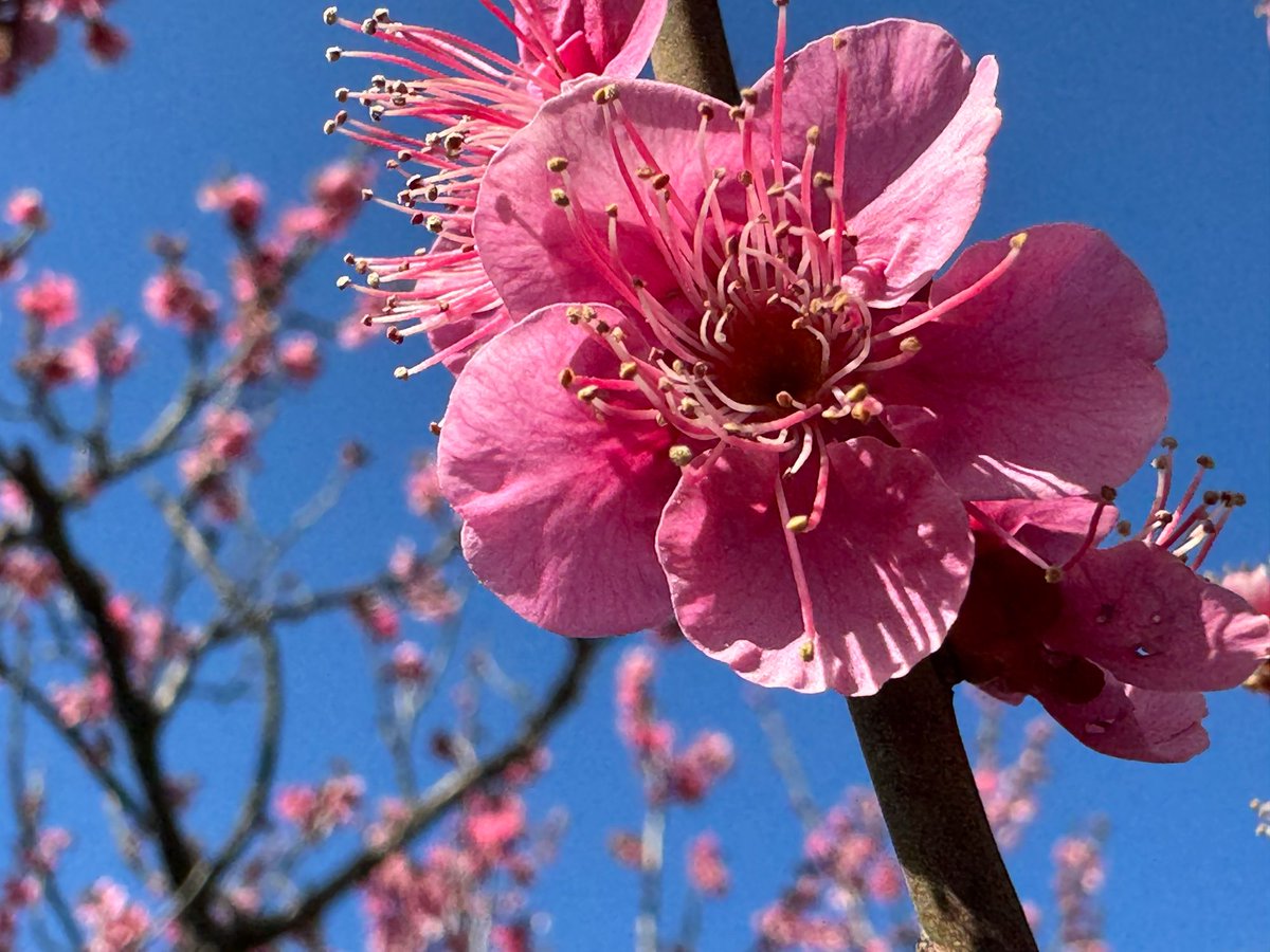 Akemi 猫町アケミ 🐟【GRAVT】【AKA Virtual】 tweet media