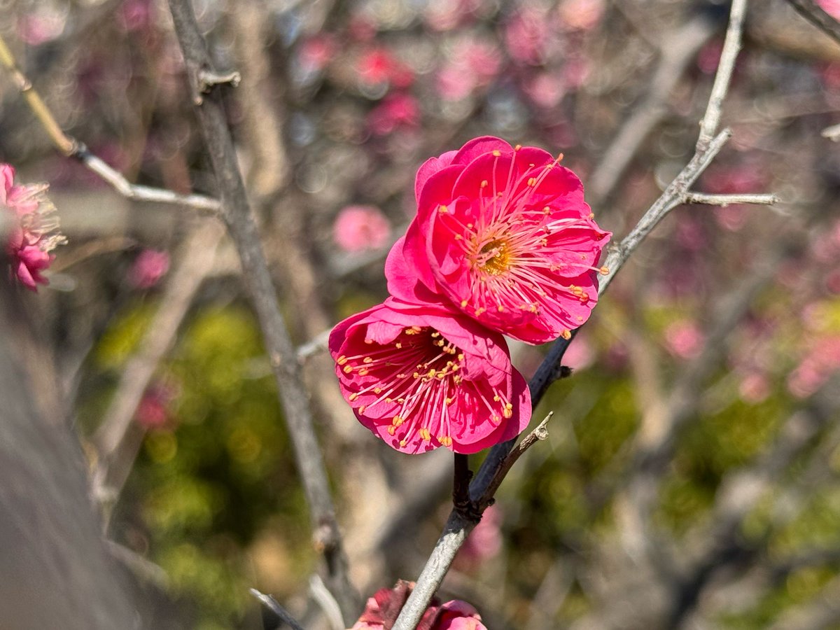 Akemi 猫町アケミ 🐟【GRAVT】【AKA Virtual】 tweet media