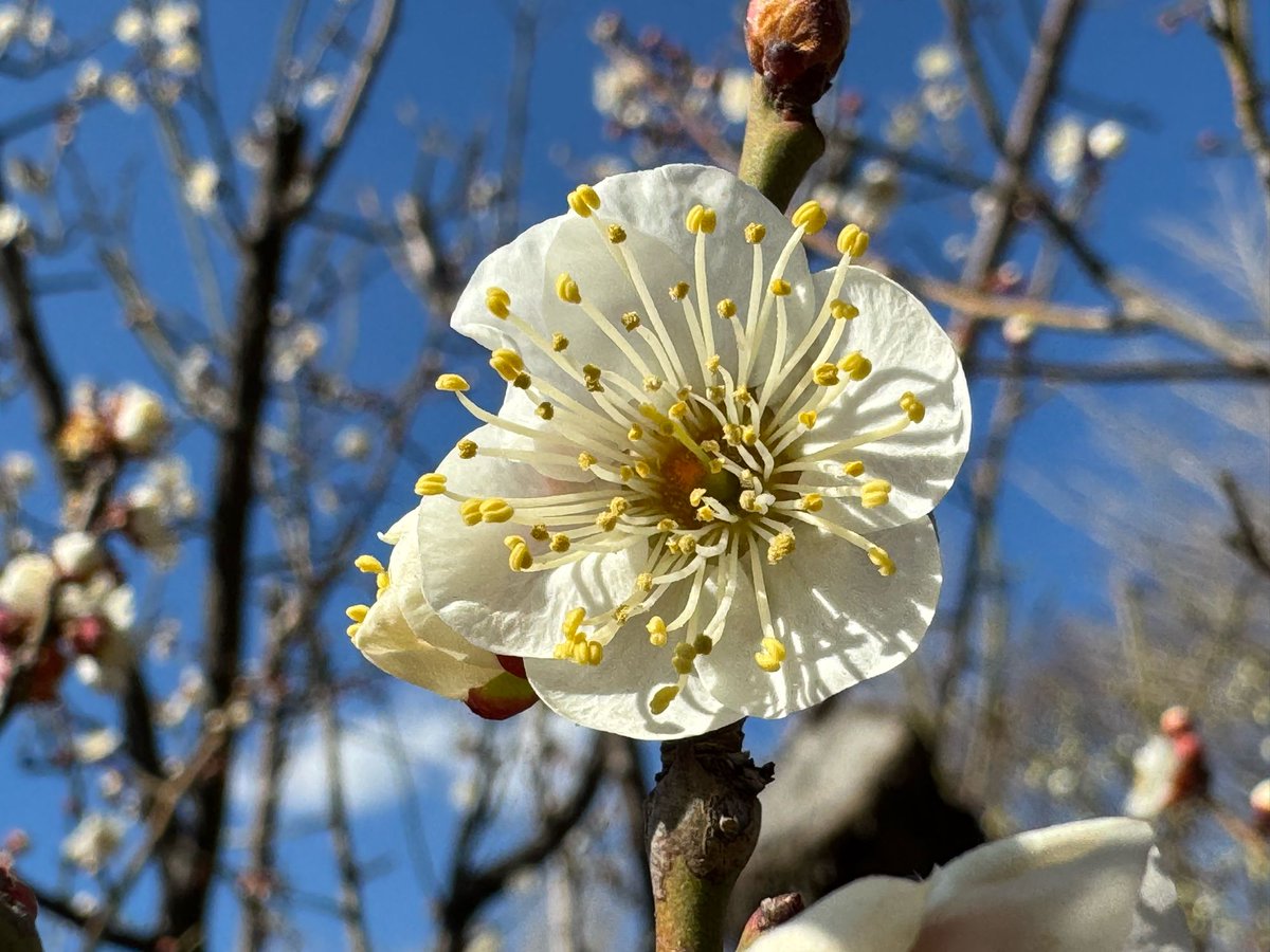 Akemi 猫町アケミ 🐟【GRAVT】【AKA Virtual】 tweet media