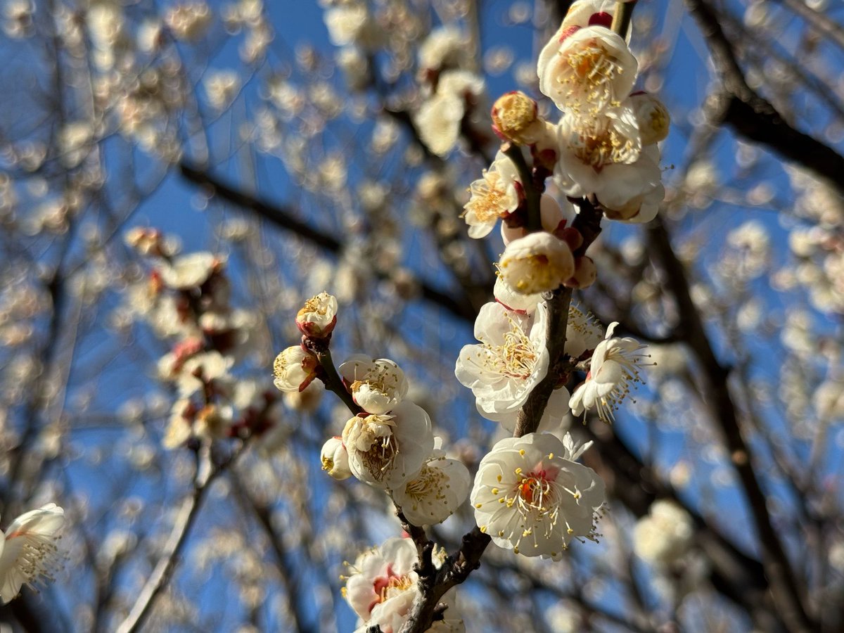 Akemi 猫町アケミ 🐟【GRAVT】【AKA Virtual】 tweet media